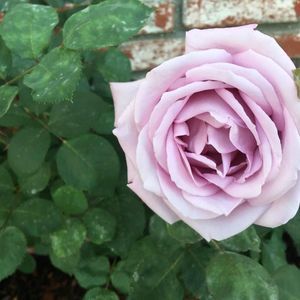 Meet your Posher, Hoang